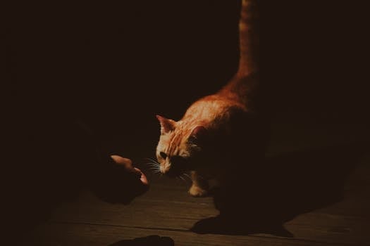 A ginger cat curiously approaches a human hand in dim, atmospheric lighting, highlighting a tender moment.
